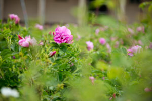 rose rose